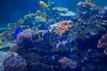 Naklejka na ściany i meble fish at aquarium, under water, animals