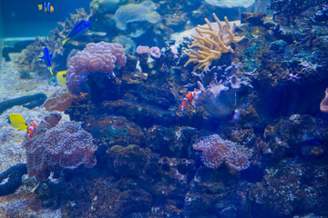 Naklejka na ściany i meble fish at aquarium, under water, animals