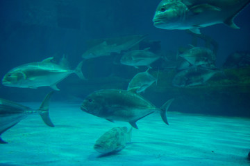 Fototapeta premium fish at aquarium, under water, animals