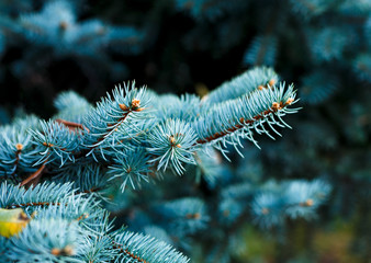 Naklejka na ściany i meble Close-up of blue fir tree branches. Nature winter background