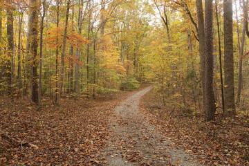 Obraz premium Country lane