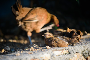 chick with chicken, feeding, hen