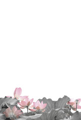 ハスの花　ハガキサイズ


