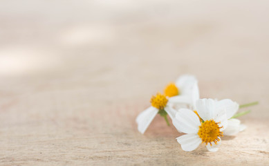 Fototapeta na wymiar Little white flower on wood.