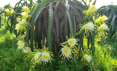 Dragon fruit flower in organic farm. This flower blooms in 4 days if pollination will pass and the...