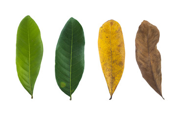 Different color changing leaf isolated on white background.