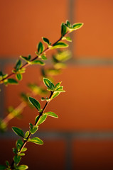 葉のライトアップ