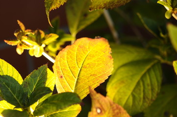 葉のライトアップ