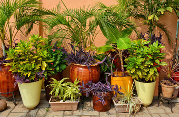Beautiful garden. Green plants in pots. Nice patio.