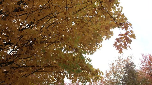 It is Fall and Leave are Falling
