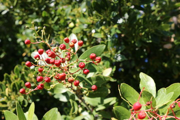 Red Berries 1969