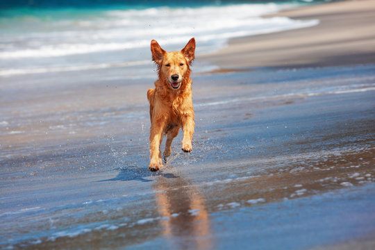 Photo of golden retriever walking on sand beach. Happy dog wet after swimming run with water splashes along sea surf. Actions, training games with family pets and popular dog breeds on summer vacation