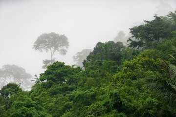 Obraz na płótnie Canvas Tropical rainforest with fog in Mae Sot, Tak province, Thailand.