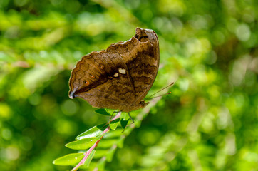 butterfly on green leaf