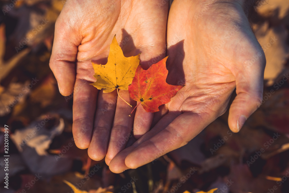 Wall mural hands holding small colorful maple tree leaves