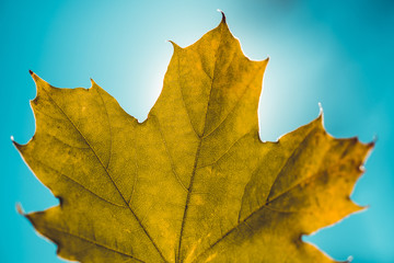 Close up of isolated maple tree leaf against sun