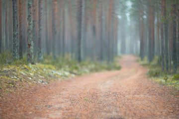 The road in the pine forest. Blurred texture. Autumn time. A little haze.