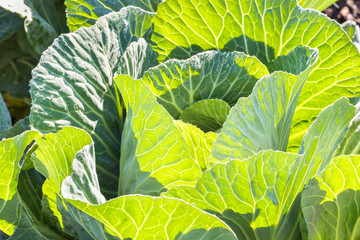 Obraz premium backlit white cabbage head growing in garden