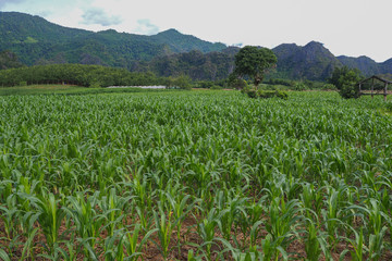 Fototapeta na wymiar green Corn farm