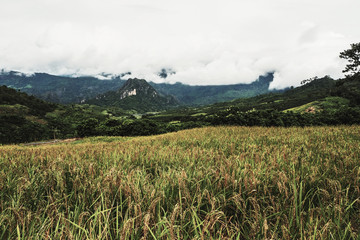landscape Paddy rice field