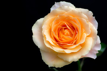 オレンジのバラ・オークランド/Rose-Oakland