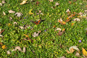 Butterfly Leaves and Grass