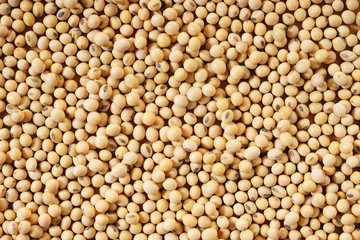 soybeans background