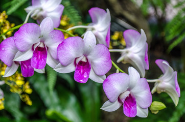 Naklejka na ściany i meble pink and white orchids
