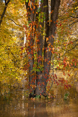 Flooding around Fall Colored Trees