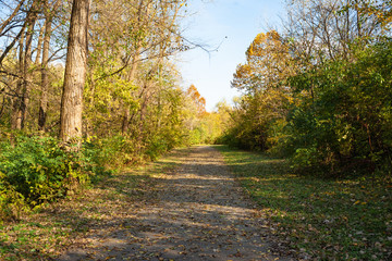 Bright Path with Fall Leaves