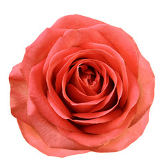 Red flower rose  on white isolated background with clipping path.  no shadows. Closeup.  For design. Nature.