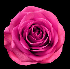 Pink  flower rose  on  black isolated background with clipping path.  no shadows. Closeup.  For design. Nature.