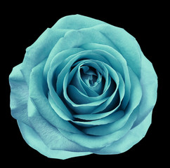Turquoise  flower rose  on  black isolated background with clipping path.  no shadows. Closeup.  For design. Nature.