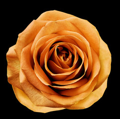 Orange  flower rose  on  the black isolated background with clipping path.  no shadows. Closeup.  For design. Nature.