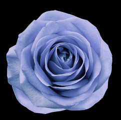 Light blue  flower rose  on  black isolated background with clipping path.  no shadows. Closeup.  For design. Nature.