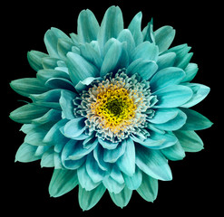 Turquoise-blue-yellow  chrysanthemum flower isolated on black background with clipping path.  Closeup no shadows. For design.  Nature.