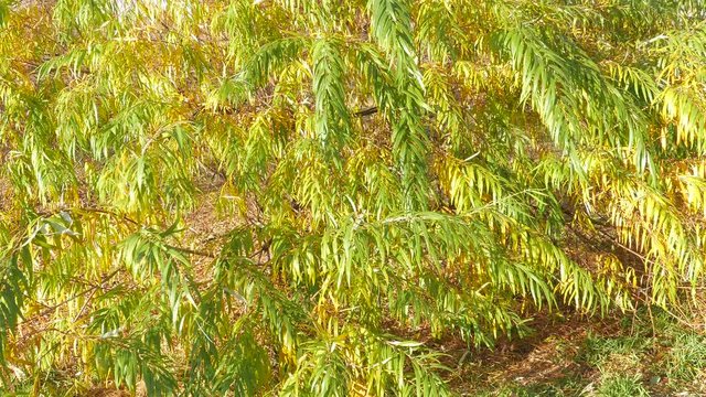 many leaves willow