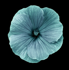 Lavatera turquoise  flower on the black isolated background with clipping path.   Closeup.  For design.  Nature.