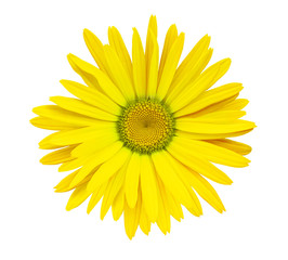 Yellow  flower chamomile on a white isolated background with clipping path.  Closeup no shadows. Garden  flower. Nature.