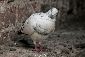 White pigeon bird Sitting on brick wall and staring, Symbol of peace