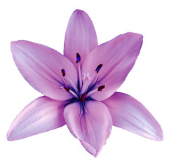Purple flower  lily on a white isolated background with clipping path  no shadows. Closeup.  Nature.