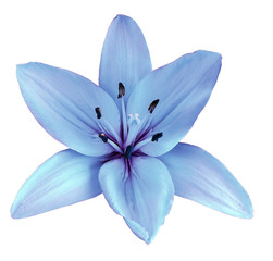 Light blue flower  lily on a white isolated background with clipping path  no shadows. Closeup.  Nature.