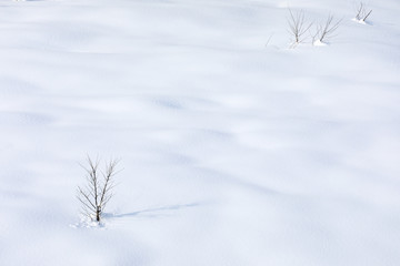 Silent : dry tree on the snow