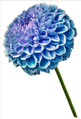 flower isolated turquoise dahlia on a white  background. Flower on the stem. Closeup.  Nature.