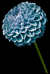 flower isolated turquoise  dahlia on the black   background. Flower on the stem. Closeup.  Nature.