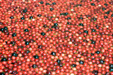 Bignay fruit, Antidesma bunius afloat on water