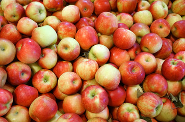 Fresh picked red honey crispy apples background in the harvest season