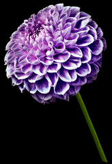 flower isolated purple dahlia on the black   background. Flower on the stem. Closeup.  Nature.