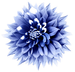 light blue flower. White isolated background with clipping path. Nature. Closeup. dahlia.