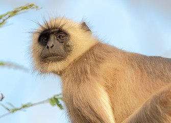 The Langoor